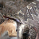 Foto: Wikimedia Commons